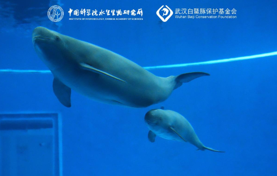 ���������人���ˣ�������9����